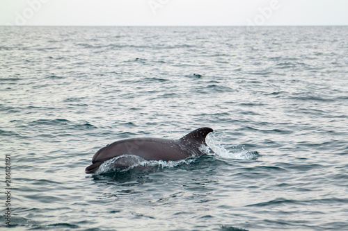 bottlenose dolphin in its natural habitat. representative of whale floating in sea