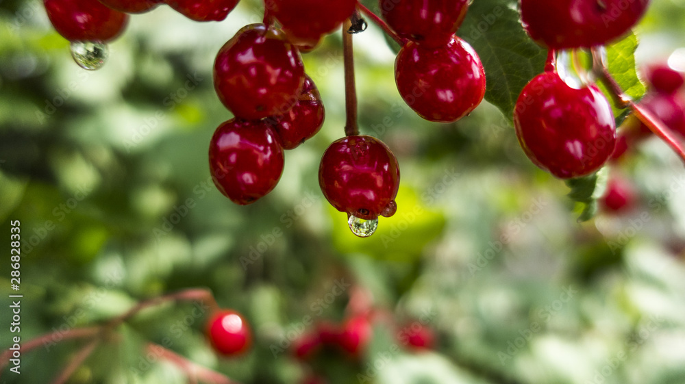 Guelder rose Viburnum red ripe berries after rain in dew drops of water on branch close up macro