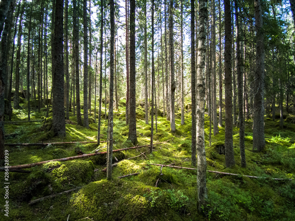 Obraz premium Forest in Norra Kvill National Park