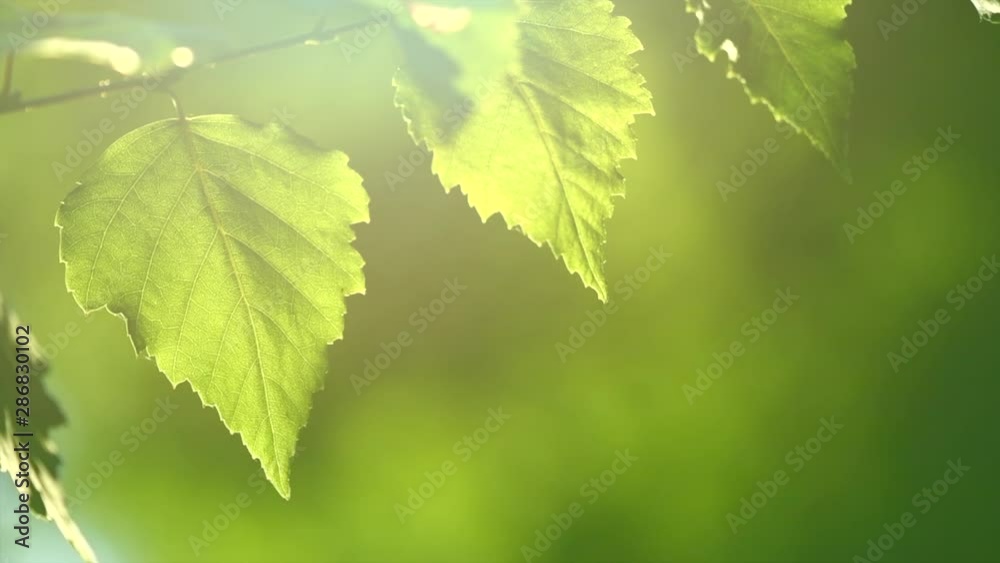 Nature background. Sun shining through the birch tree green leaves. Blurred abstract bokeh with sun flare. Environment backdrop. Slow motion 4K UHD video footage. 3840X2160 Nature background. Sun shining through the birch tree green leaves. Blurred abstract bokeh with sun flare. Environment backdrop. Slow motion 4K UHD video footage. 3840X2160