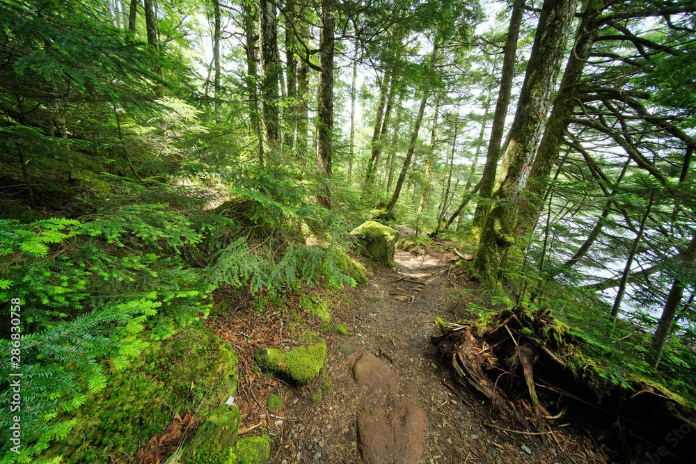 Obraz premium 森の道
