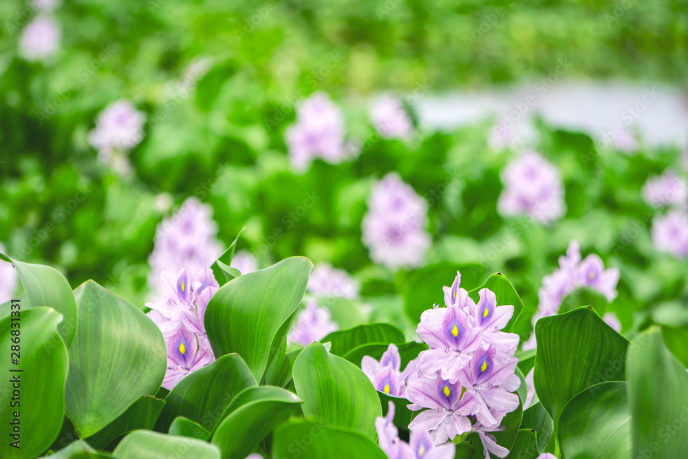 Obraz premium 夏に涼しげなホテイアオイの花