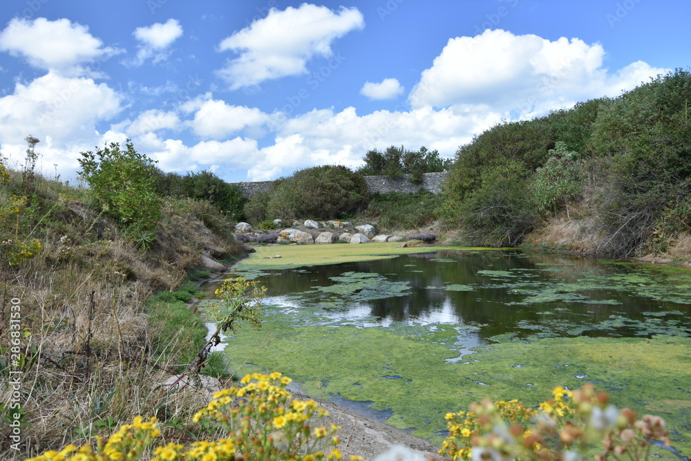 mare d'eau verte / green water pond