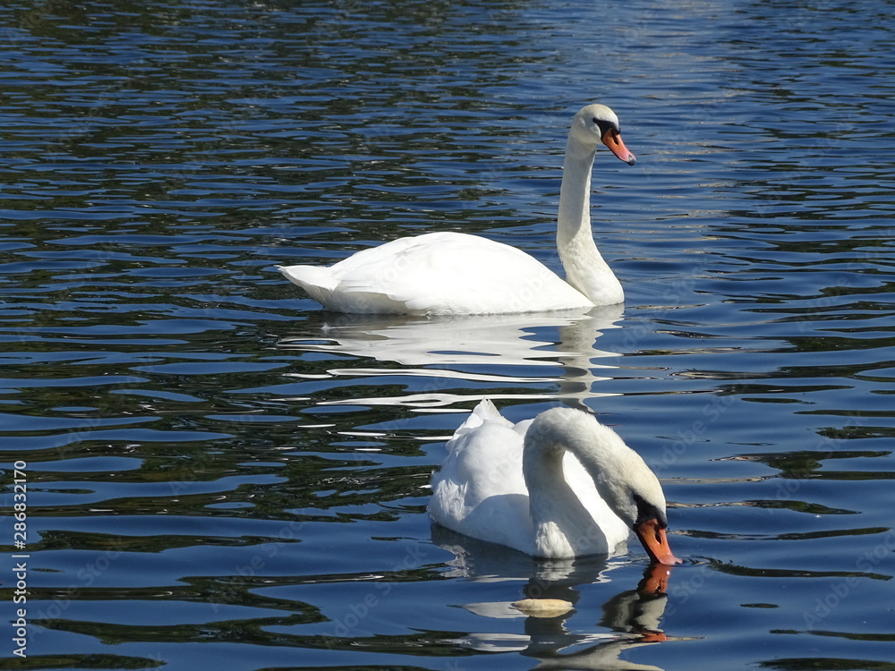 Obraz premium two swans 