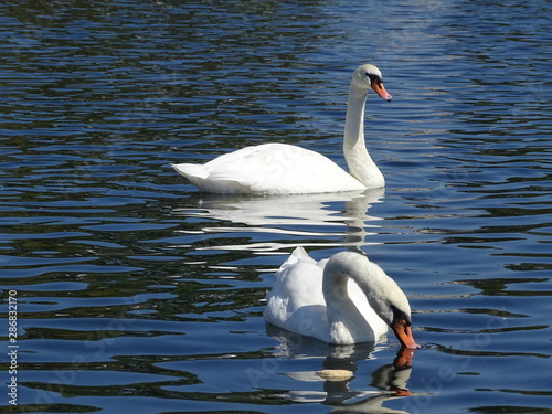 two swans 