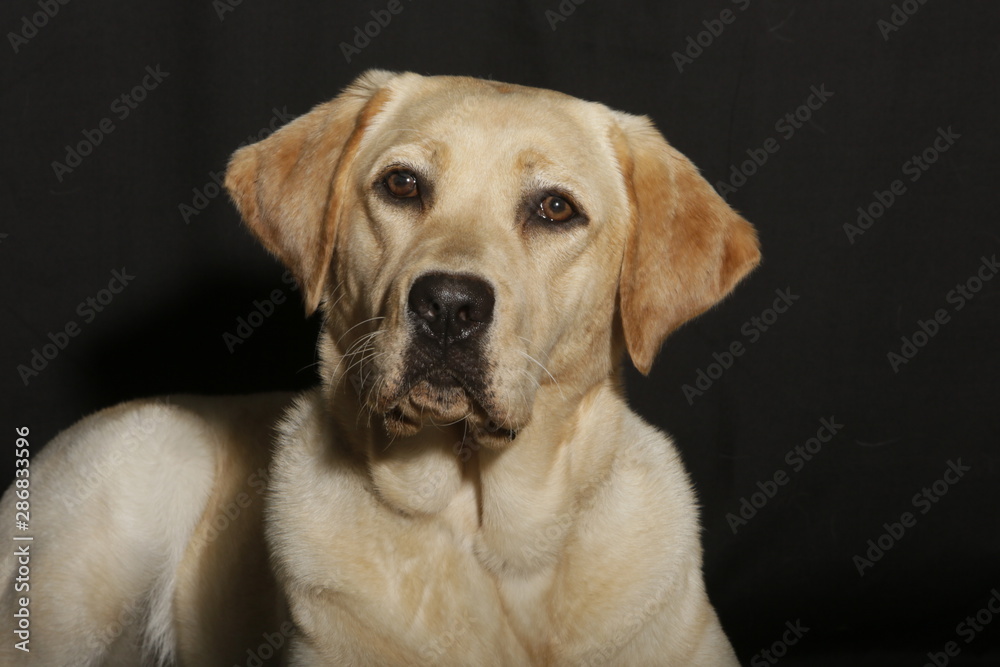 Portrait of a labrador Portrait of a labrador