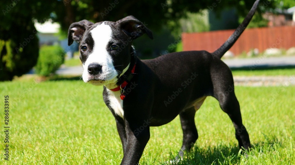 Blue nose pitbull puppy