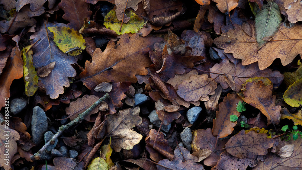 Dark background of fallen autumn leaves. Oak leaves on ground. Fall backdrop with leaves pattern.