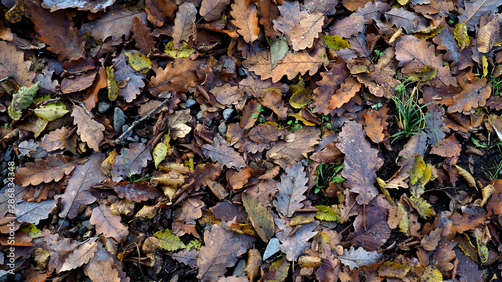 Dark background of fallen autumn leaves. Oak leaves on ground. Fall backdrop with leaves pattern. Dark background of fallen autumn leaves. Oak leaves on ground. Fall backdrop with leaves pattern.