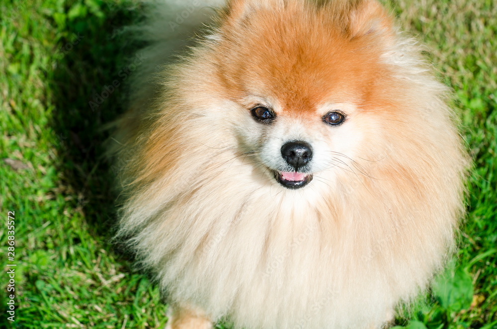 Happy little Pomeranian spitz dog looking at camera and smiling. Little ginger playful puppy on the green grass at a summer day. Portrait of a cute fluffy animal outdoor.