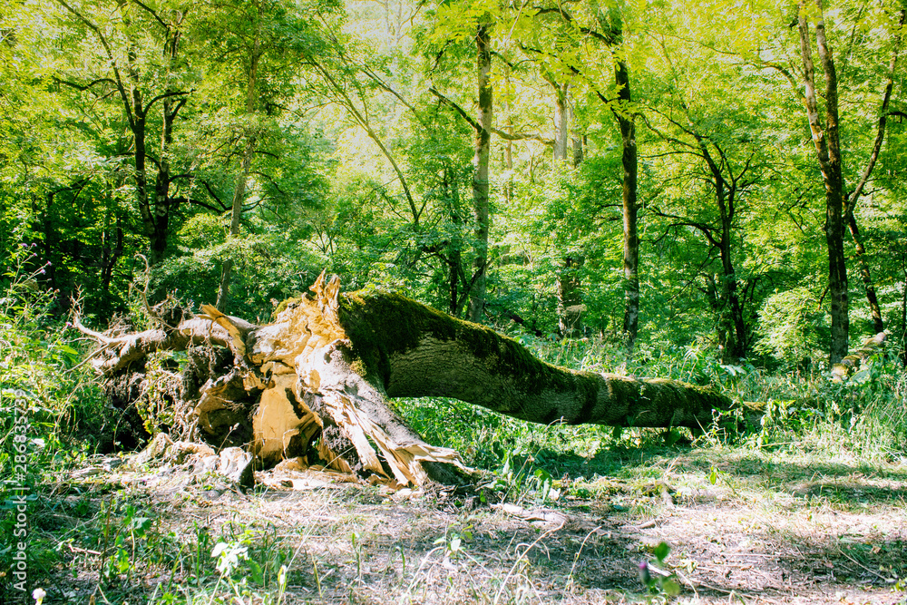 big fallen tree in the forest