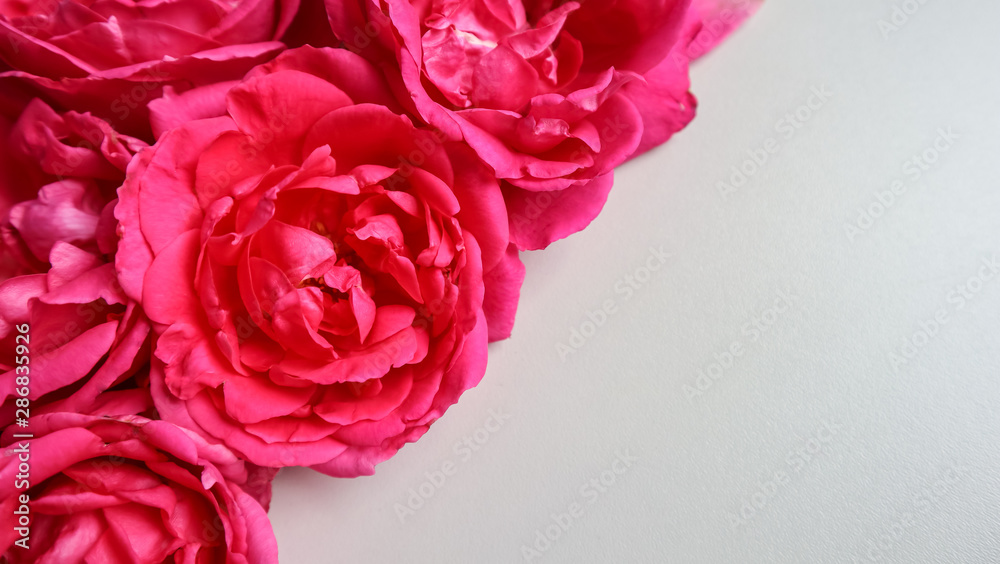Beautiful pink roses on white background. Ideal for greeting cards Beautiful pink roses on white background. Ideal for greeting cards