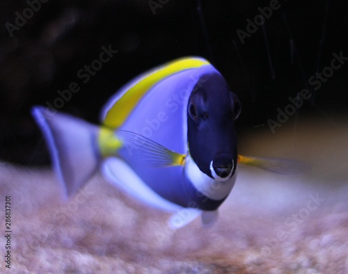 Decorative Fish of the Red Sea in the water at a depth.