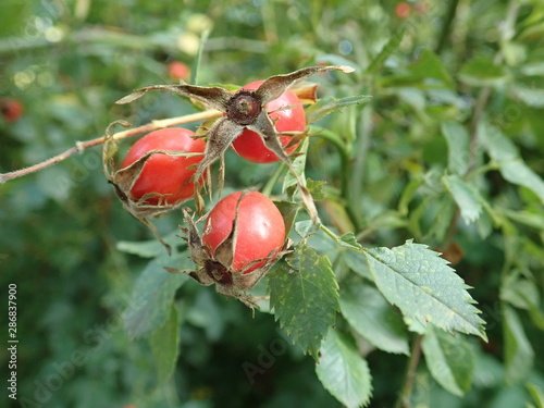 red hip rose fruin on a green branch