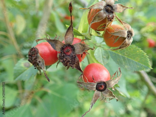 red hip rose fruin on a green branch