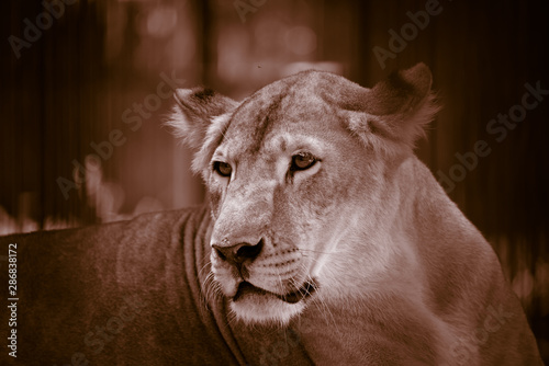 Canvas Print portrait of wild adult lioness