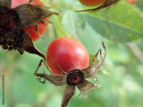 red hip rose fruin on a green branch photo