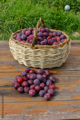 Basket of plums in the garden