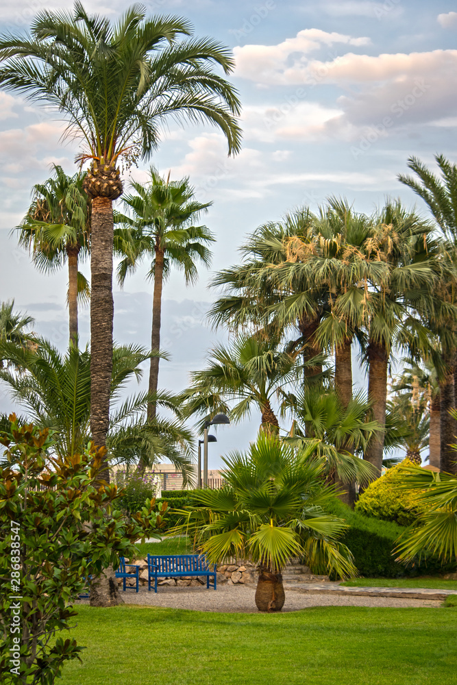 Jardín con palmeras y césped (Benicarló)