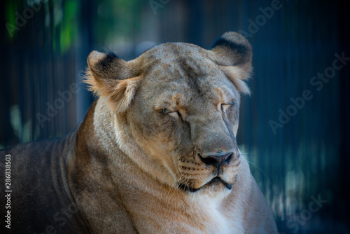 Photography portrait of wild adult lioness