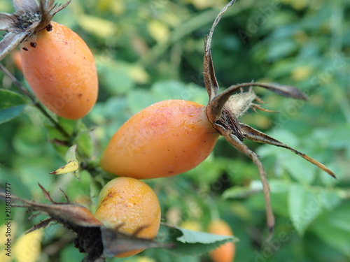 red hip rose fruin on a green branch