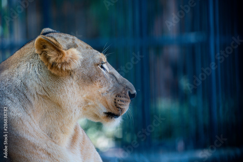 Canvas Print portrait of wild adult lioness