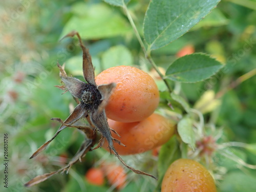 red hip rose fruin on a green branch