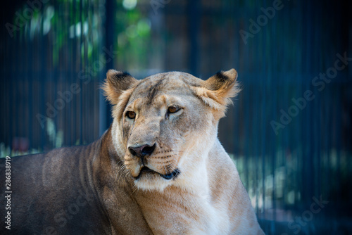 Canvas Print portrait of wild adult lioness