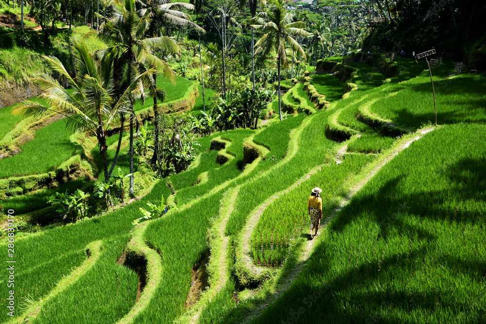 Beautiful view of rice terraces, at Ceking village, Ubud, Bali.
