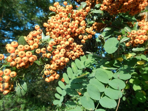orange rowan berry fruin on a tree branch