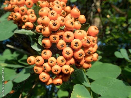 orange rowan berry fruin on a tree branch