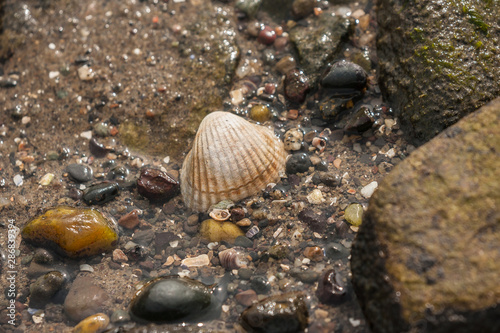 rock pool shell at low tide