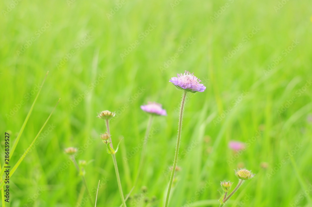Lilac flowers of field Scavenger in the meadow, summer landscape Lilac flowers of field Scavenger in the meadow, summer landscape