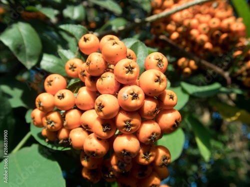 orange rowan berry fruin on a tree branch