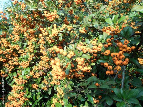 orange rowan berry fruin on a tree branch
