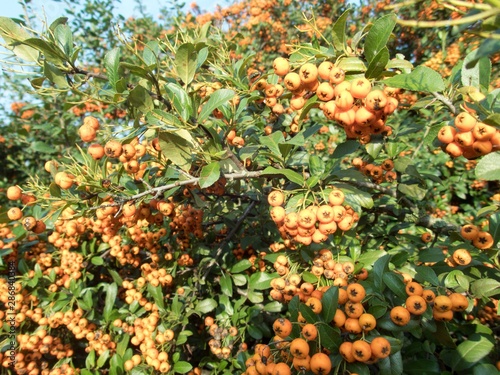 orange rowan berry fruin on a tree branch