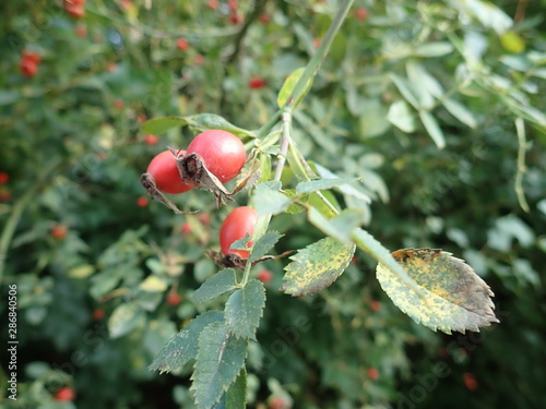 red hip rose fruin on a green branch