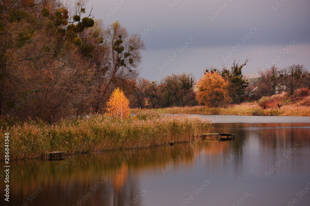 Obraz premium autumn landscape. The lake and yellow birch at the old wooden bridge over the water in the village.