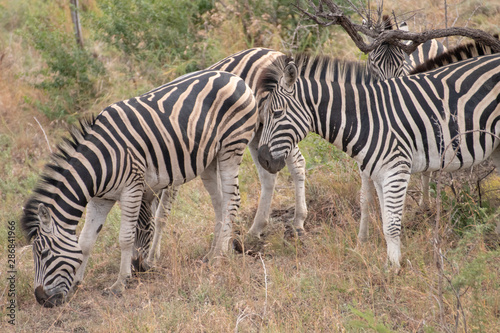 A small herd of zebra in the wild  South Africa.