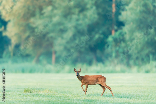 Alert roe deer standing in meadow.