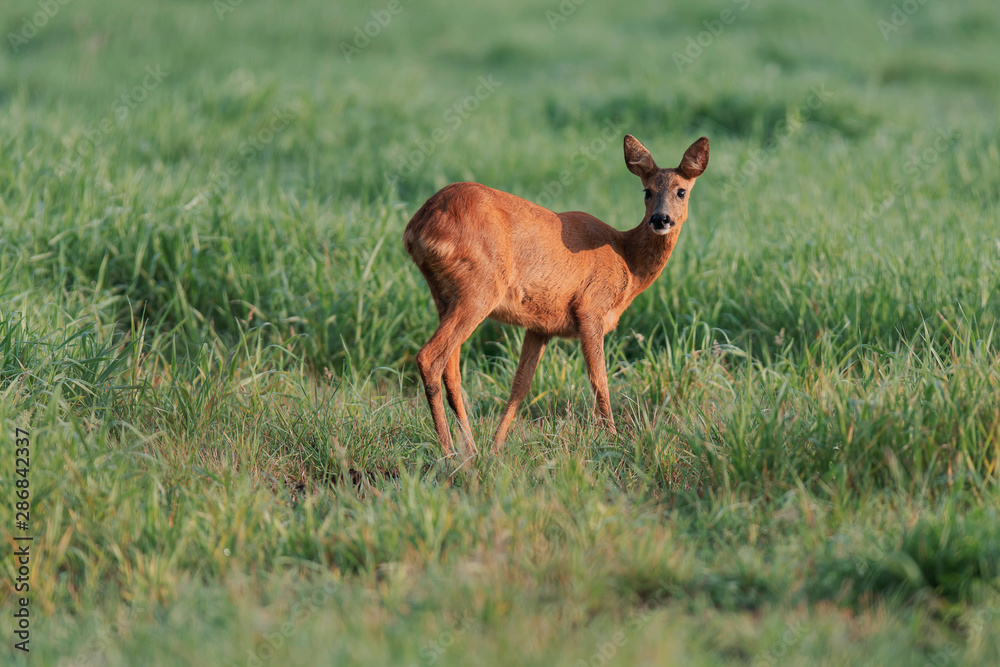 Roe deer doe in sunny meadow at dawn. Roe deer doe in sunny meadow at dawn.