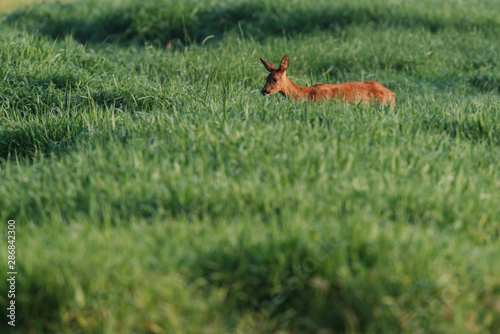 Roe deer grazing in summer pasture at dawn.