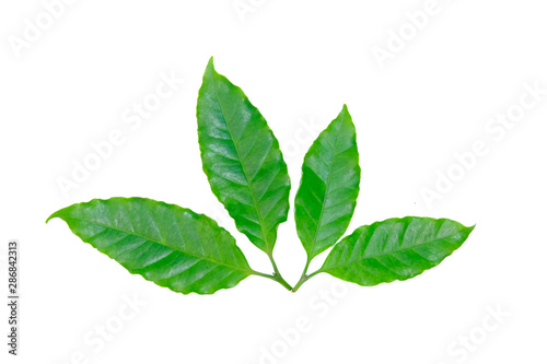 Green Robusta coffee leaves isolate on white background.