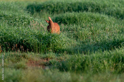 Roe deer in pasture cleaning fur. © ysbrandcosijn