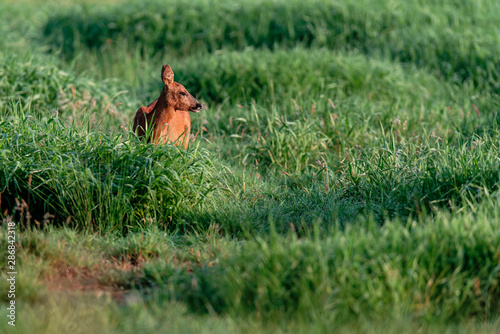 Roe deer grazing in summer pasture at dawn. © ysbrandcosijn