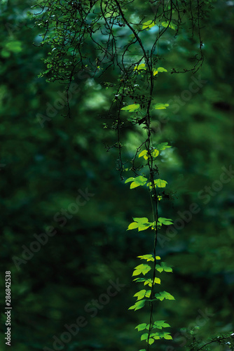 Hanging twig with green leaves in forest.