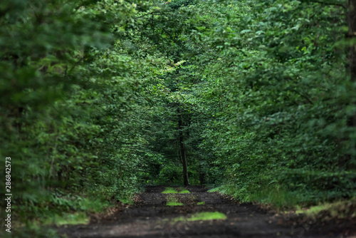 Dirt road in lush green summer forest. © ysbrandcosijn