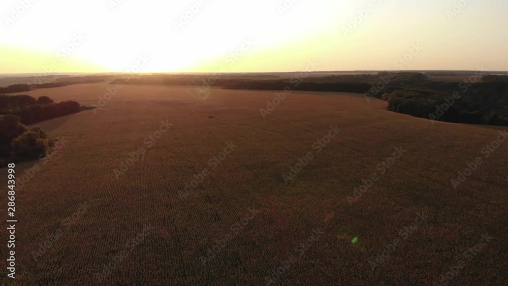 Field with corn. Summer landscape. The concept of a rich harvest, growth and development. Agriculture. Harvesting Field with corn. Summer landscape. The concept of a rich harvest, growth and development. Agriculture. Harvesting