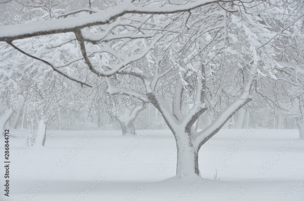 Fototapeta premium Orchard in Winter Snowcover