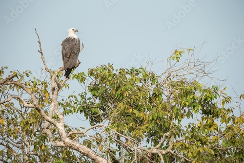 White-bellied sea eagle (Haliaeetus leucogaster) perched on treetop against blue sky. Majestic bird of prey in its environment, Wilpattu national park, Sri Lanka, Exotic birding in Asia